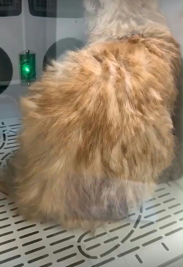 猫咪 宠物烘干机