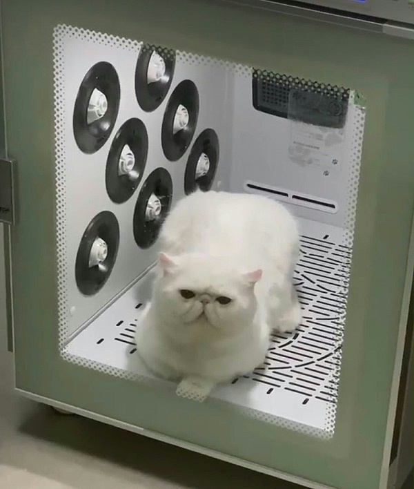 猫舍 欧科达宠物烘干机