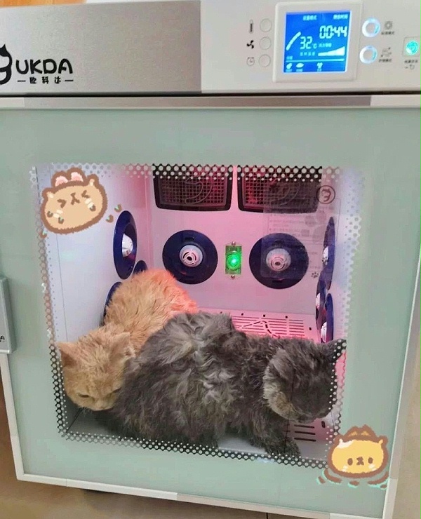 欧科达宠物烘干机 猫咪