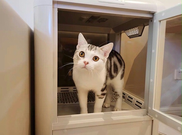 论给猫咪吹干，还是欧科达宠物烘干箱给力！