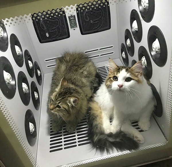 猫咪 欧科达宠物烘干箱